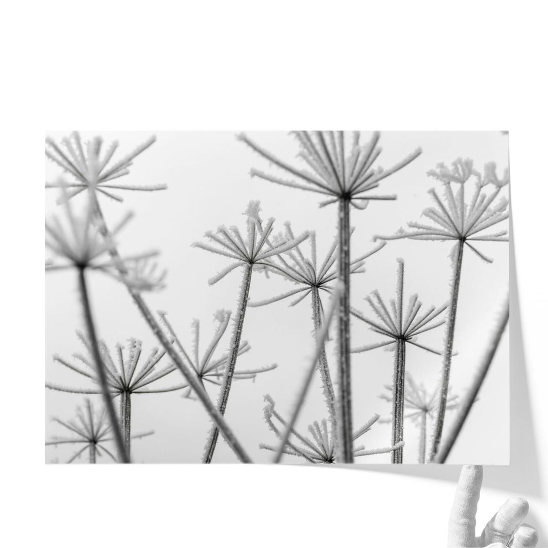 Frosty Cow Parsley - Canvas Print Wall Art