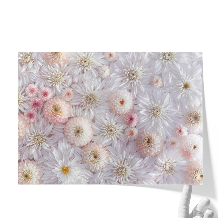 Full Frame Of Dahlia Flowers - Canvas Print Wall Art