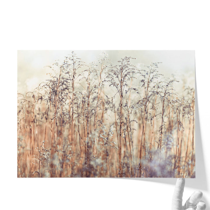 Grass Reeds - Canvas Print Wall Art