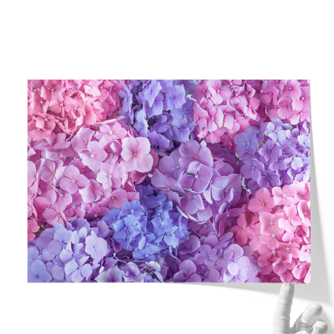 Hydrangeas Pink - Canvas Print Wall Art