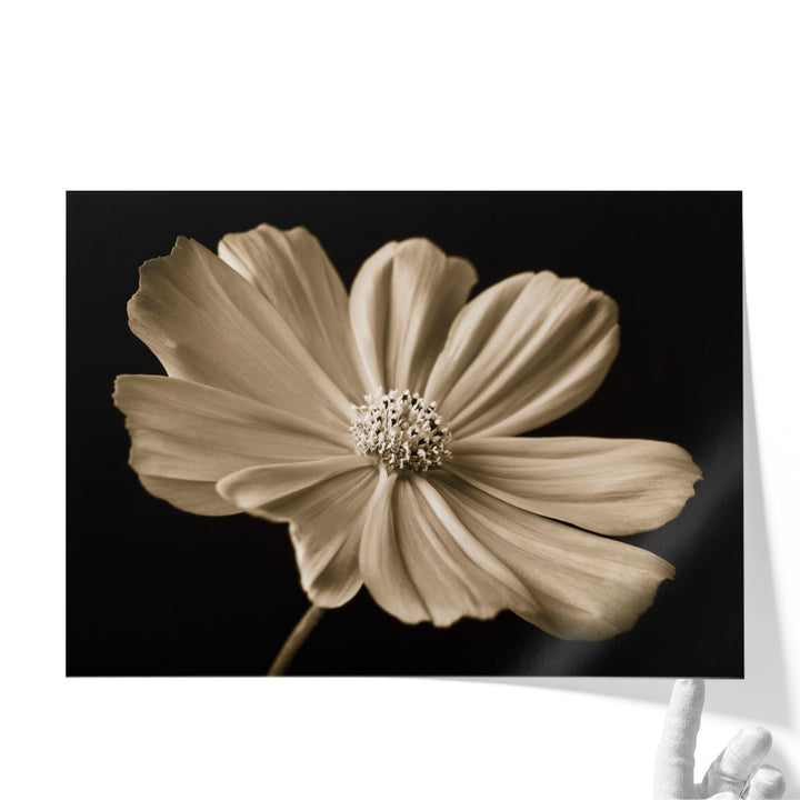 Cosmos Flower - Canvas Print Wall Art