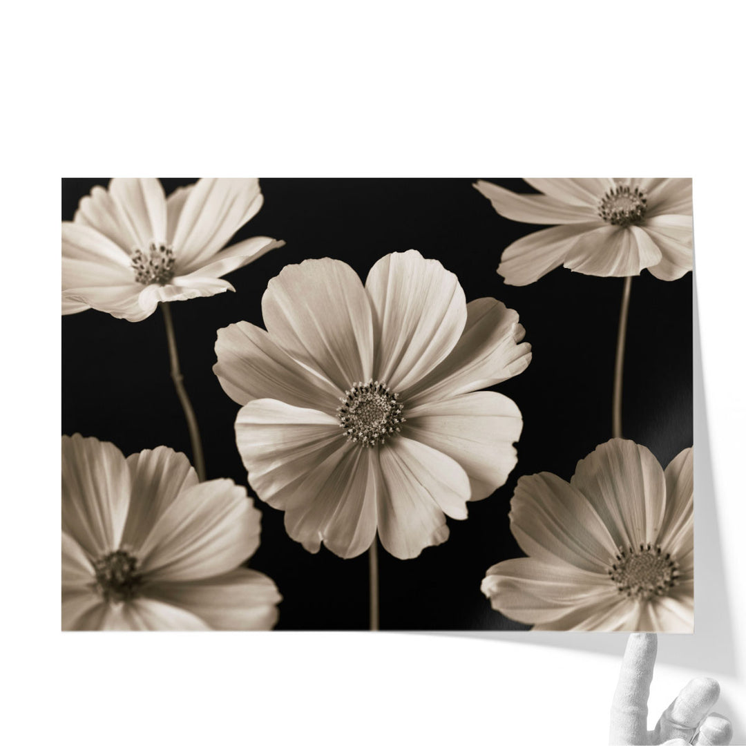 Cosmos Flowers - Canvas Print Wall Art