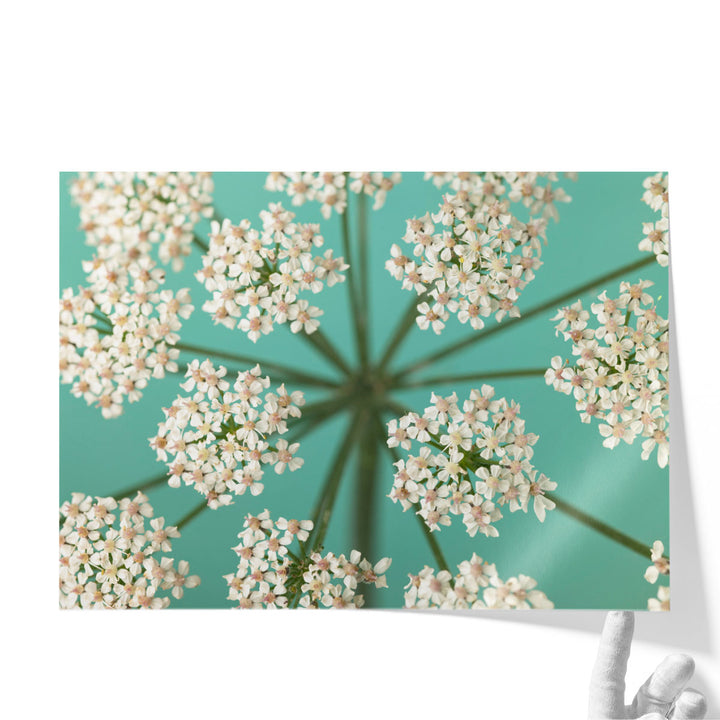 Cow Parsley Close-up 1 - Canvas Print Wall Art