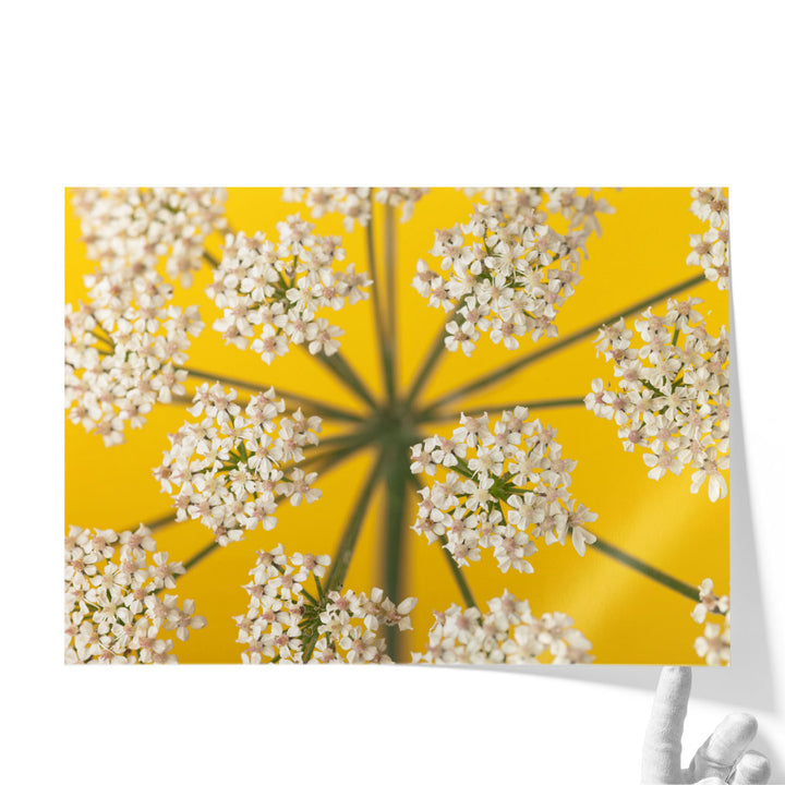 Cow Parsley Close-up 2 - Canvas Print Wall Art