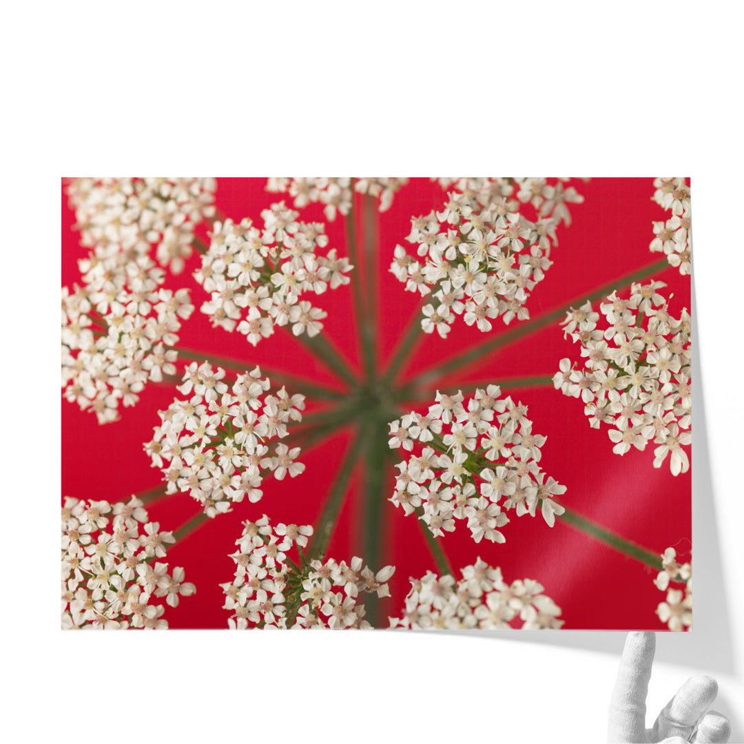 Cow Parsley Close-up 3 - Canvas Print Wall Art