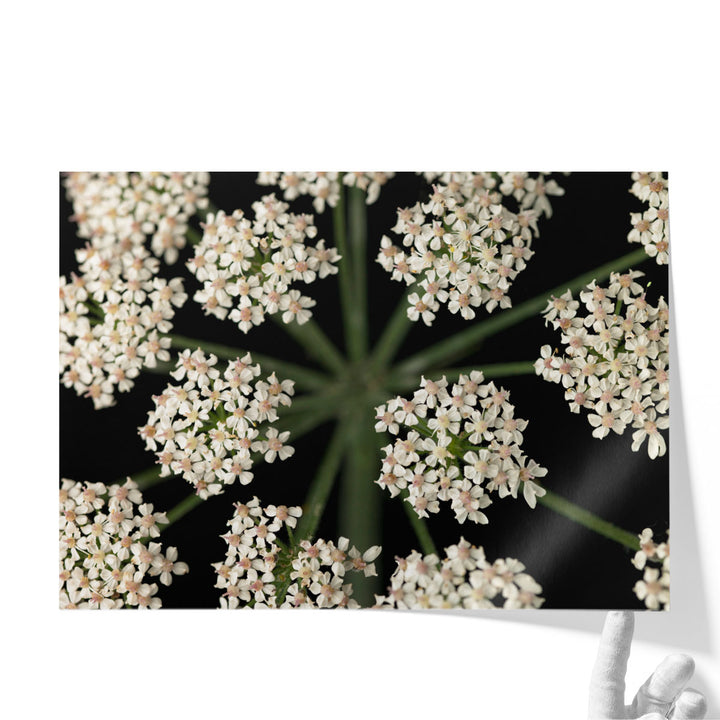 Cow Parsley Close-up 4 - Canvas Print Wall Art