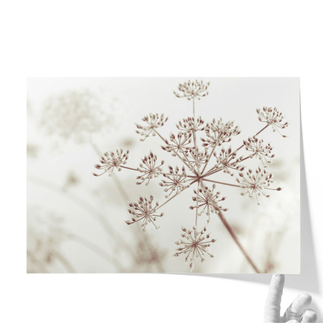 Cow Parsley Flowers 1 - Canvas Print Wall Art