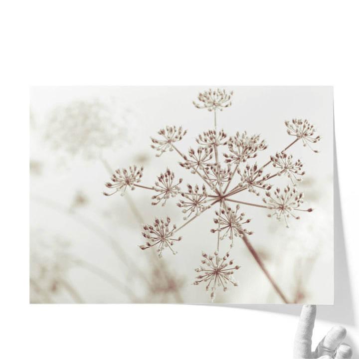 Cow Parsley Flowers 1 - Canvas Print Wall Art