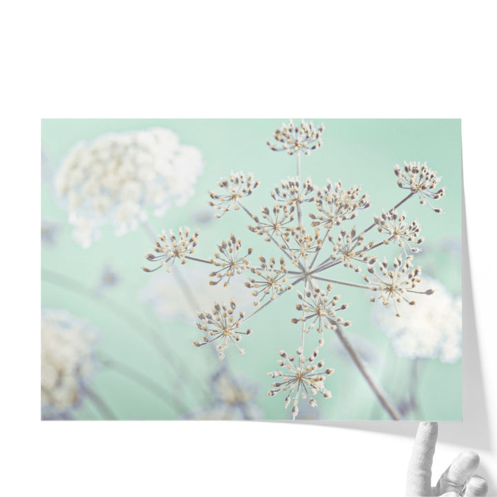 Cow Parsley Flowers 2 - Canvas Print Wall Art