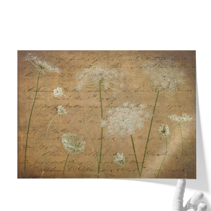 Cow Parsley Flowers 4 - Canvas Print Wall Art