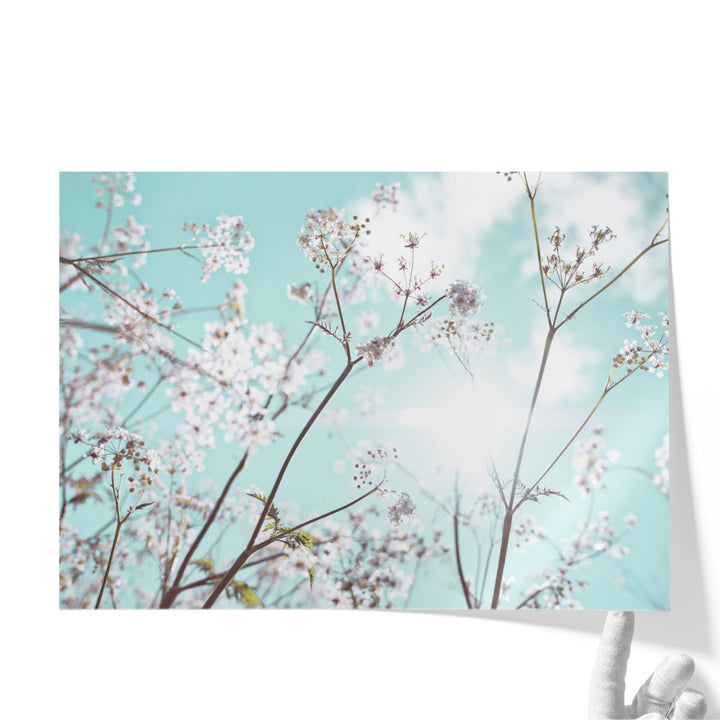 Cow Parsley Flowers In Summer Time - Canvas Print Wall Art