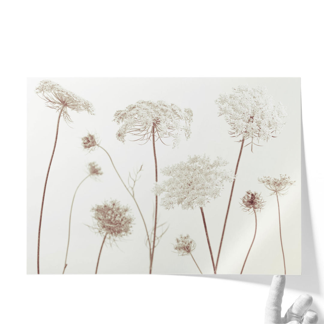 Cow Parsley Flowers On White - Canvas Print Wall Art