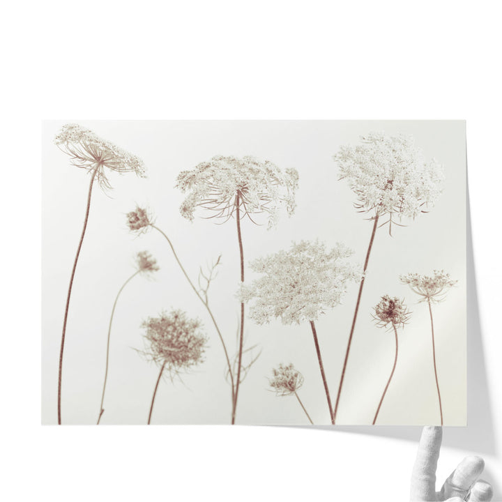 Cow Parsley Flowers On White - Canvas Print Wall Art