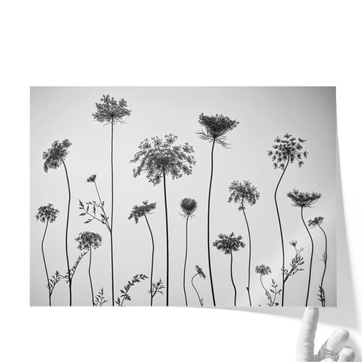 Cow Parsley - Canvas Print Wall Art