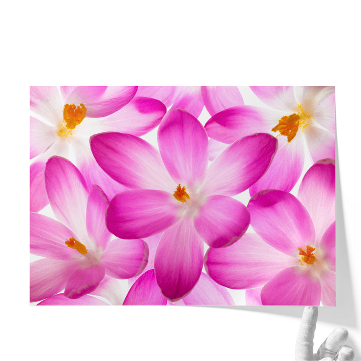 Crocus Flowers - Canvas Print Wall Art