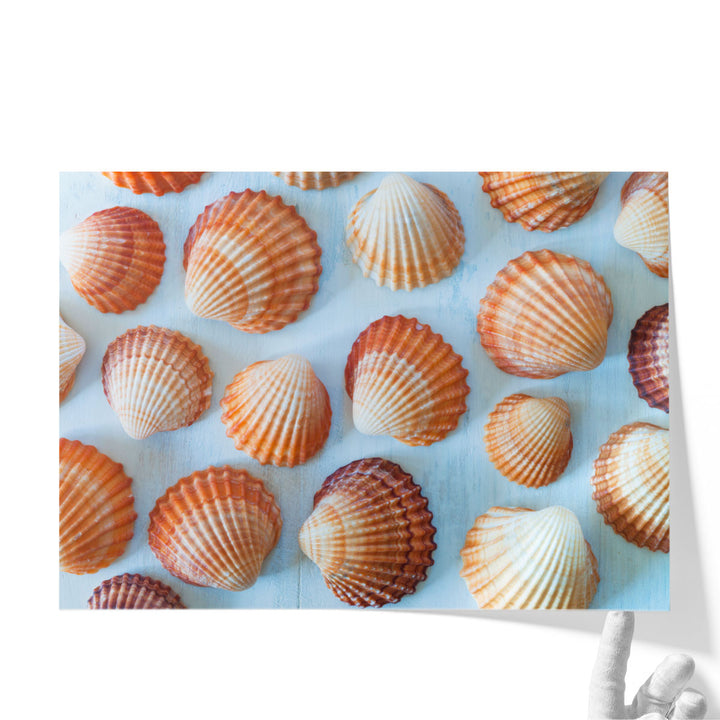 Mass Of Sea Shells - Canvas Print Wall Art