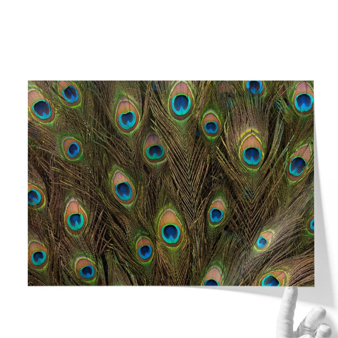 Peacock Feather Close-up - Canvas Print Wall Art