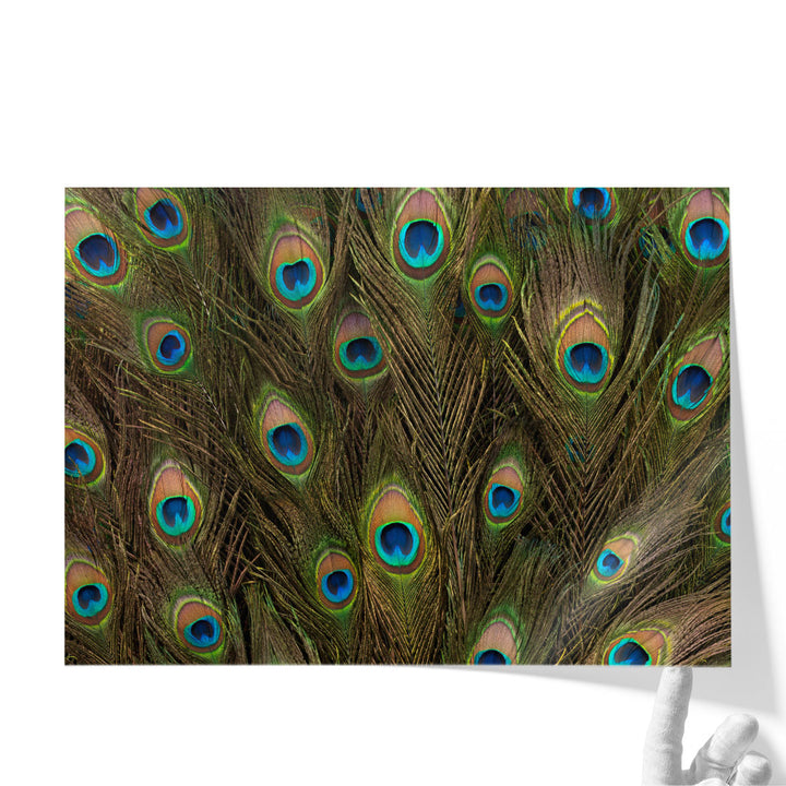 Peacock Feather Close-up - Canvas Print Wall Art