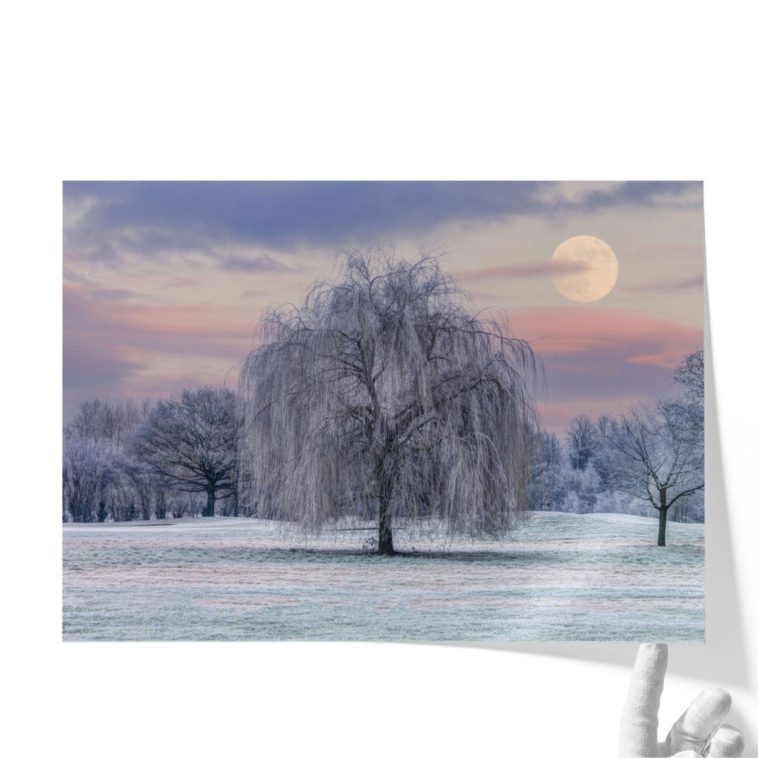 Frosty tree scene with subtle scenic detail