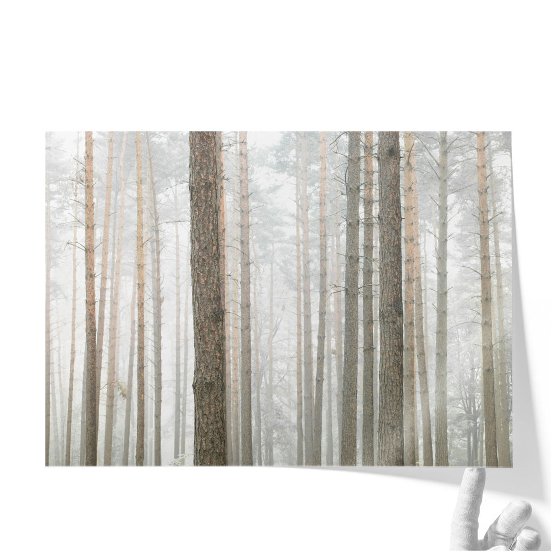 Tree Trunks In Forest - Canvas Print Wall Art