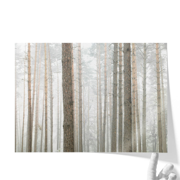 Tree Trunks In Forest - Canvas Print Wall Art