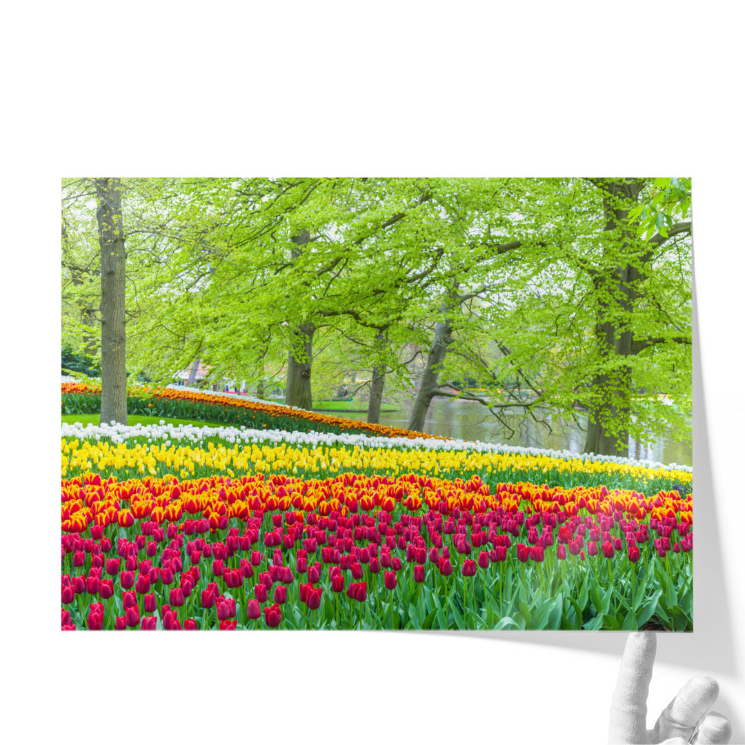 Keukenhof Tulips Garden, Netherlands - Canvas Print Wall Art