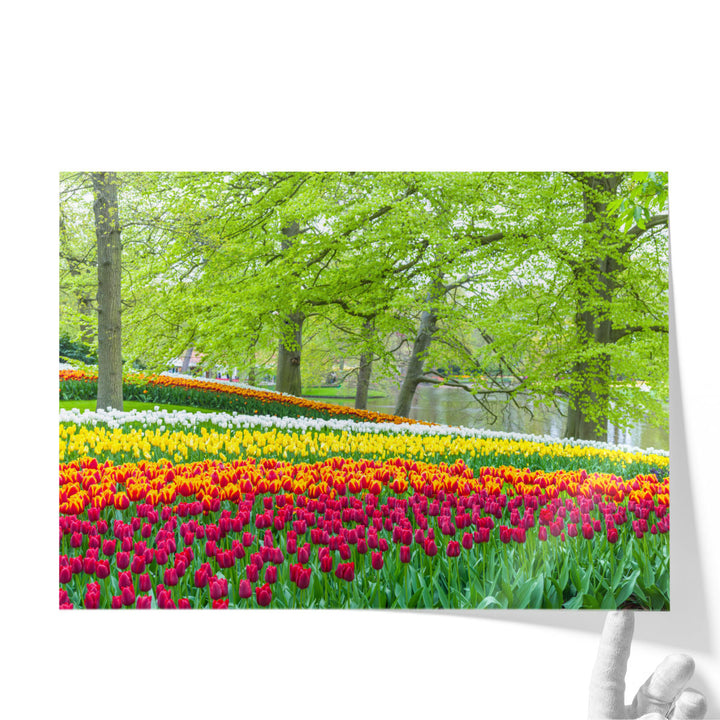 Keukenhof Tulips Garden, Netherlands - Canvas Print Wall Art