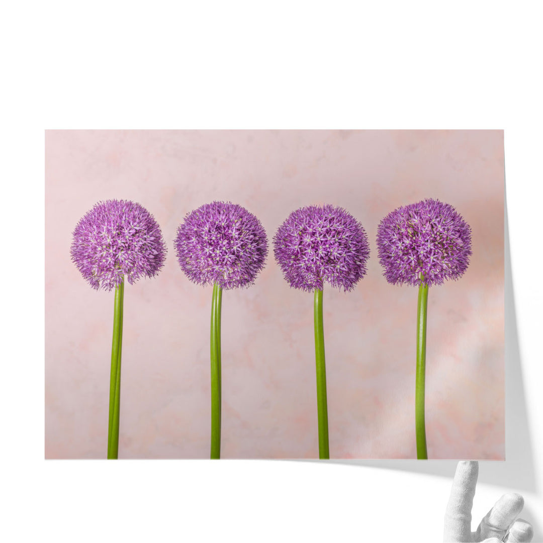 Allium Flowers in a Row - Canvas Print Wall Art