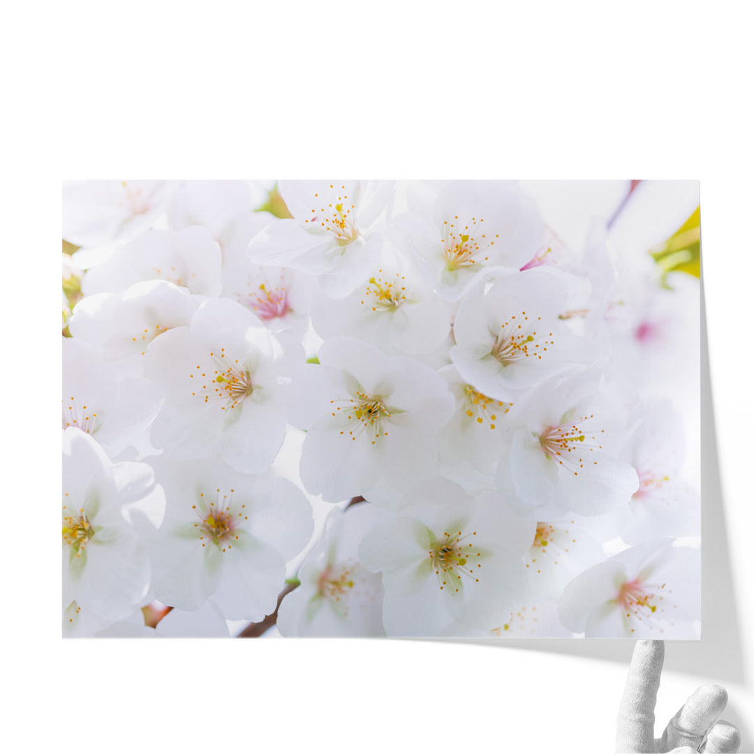 Blossom - Canvas Print Wall Art