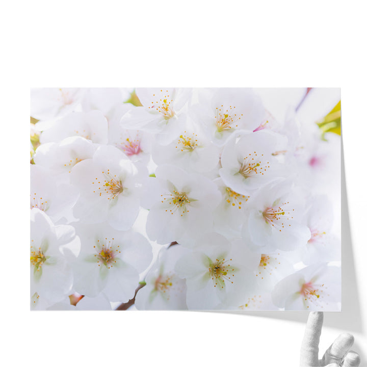 Blossom - Canvas Print Wall Art