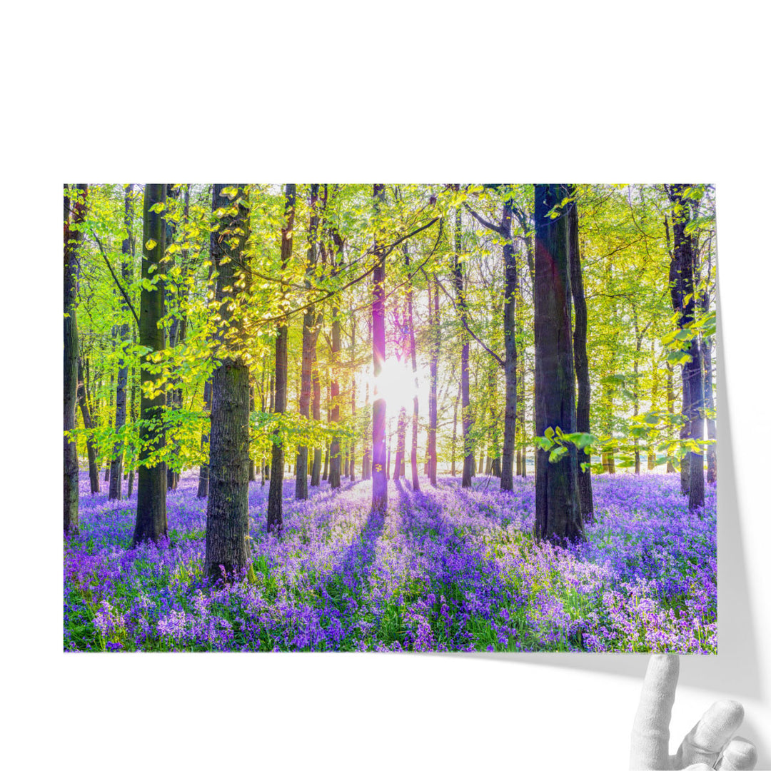 Bluebells Forest - Canvas Print Wall Art