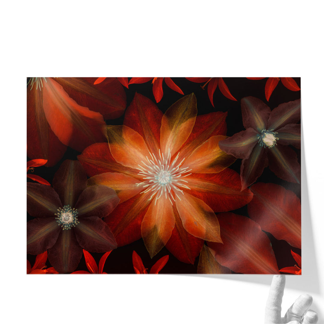 Clematis Flowers I - Canvas Print Wall Art