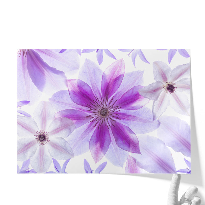 Clematis Flowers II - Canvas Print Wall Art