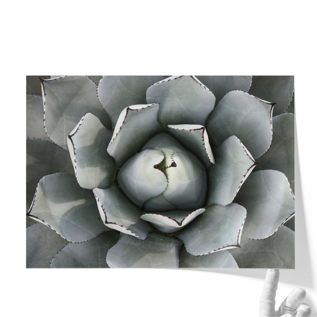 Agave Plant - Canvas Print Wall Art