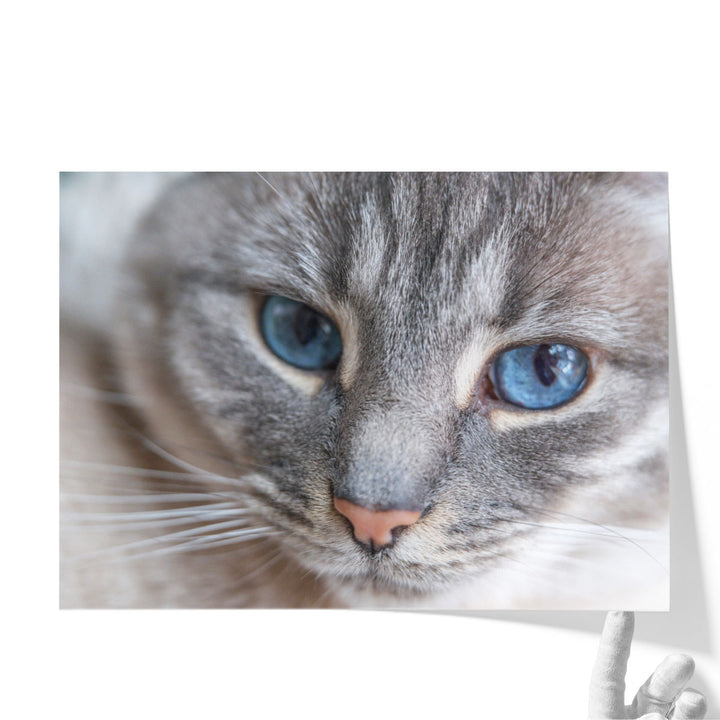 Cat Face Close Up - Canvas Print Wall Art