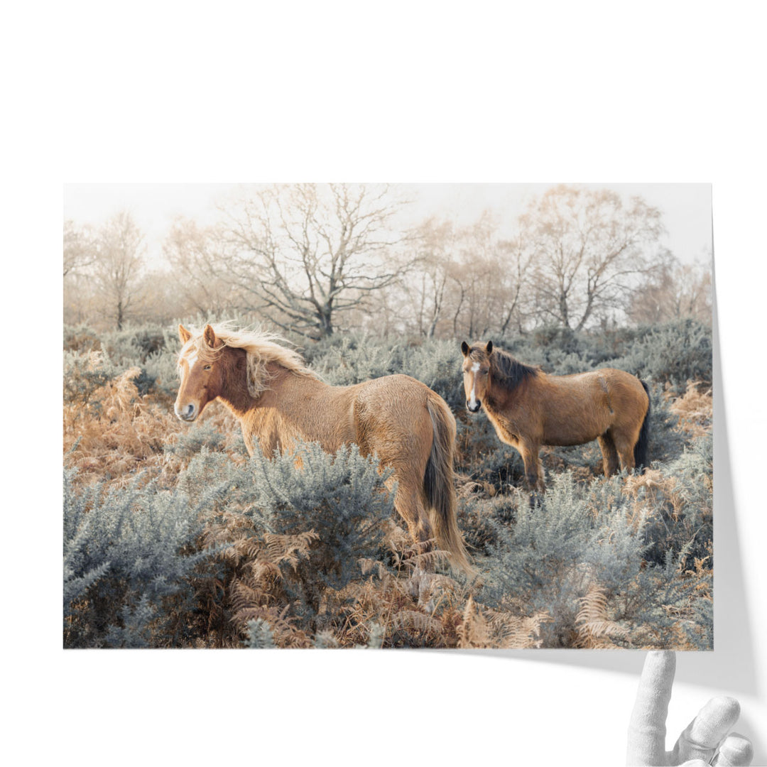 Horses in the Wild - Canvas Print Wall Art