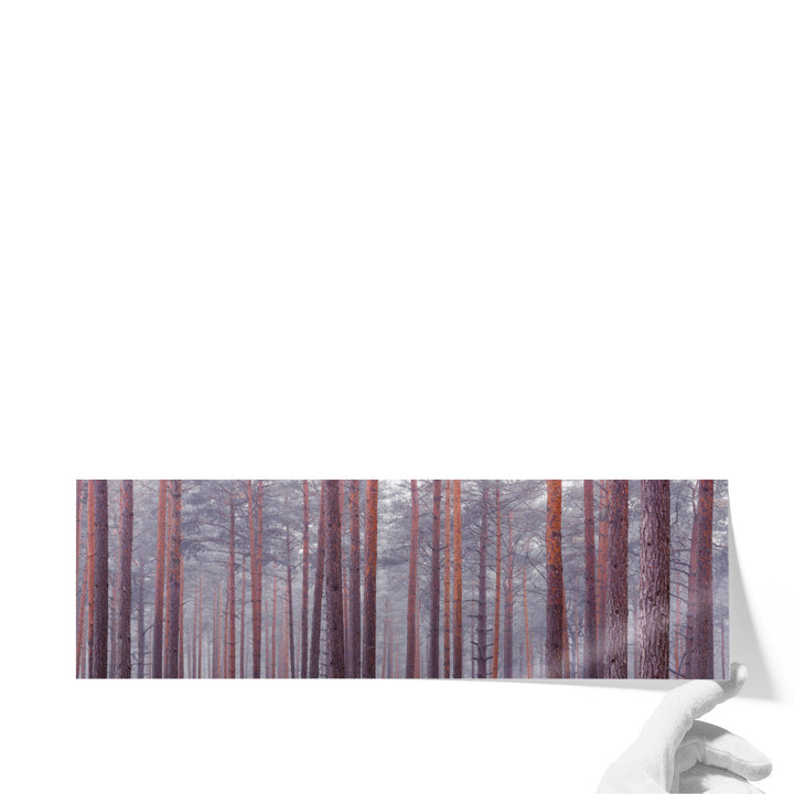 Tree Trunks - Canvas Print Wall Art