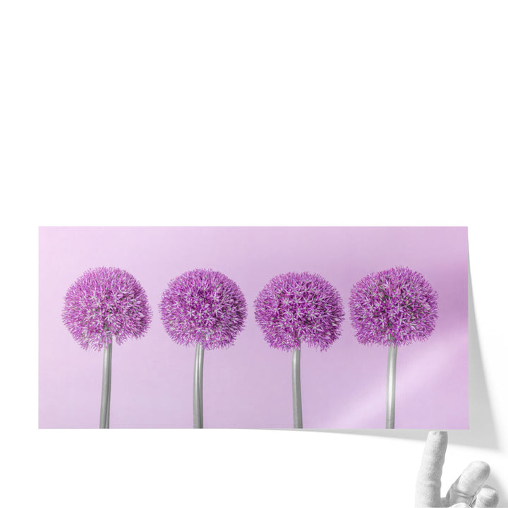 Allium Flowers - Canvas Print Wall Art
