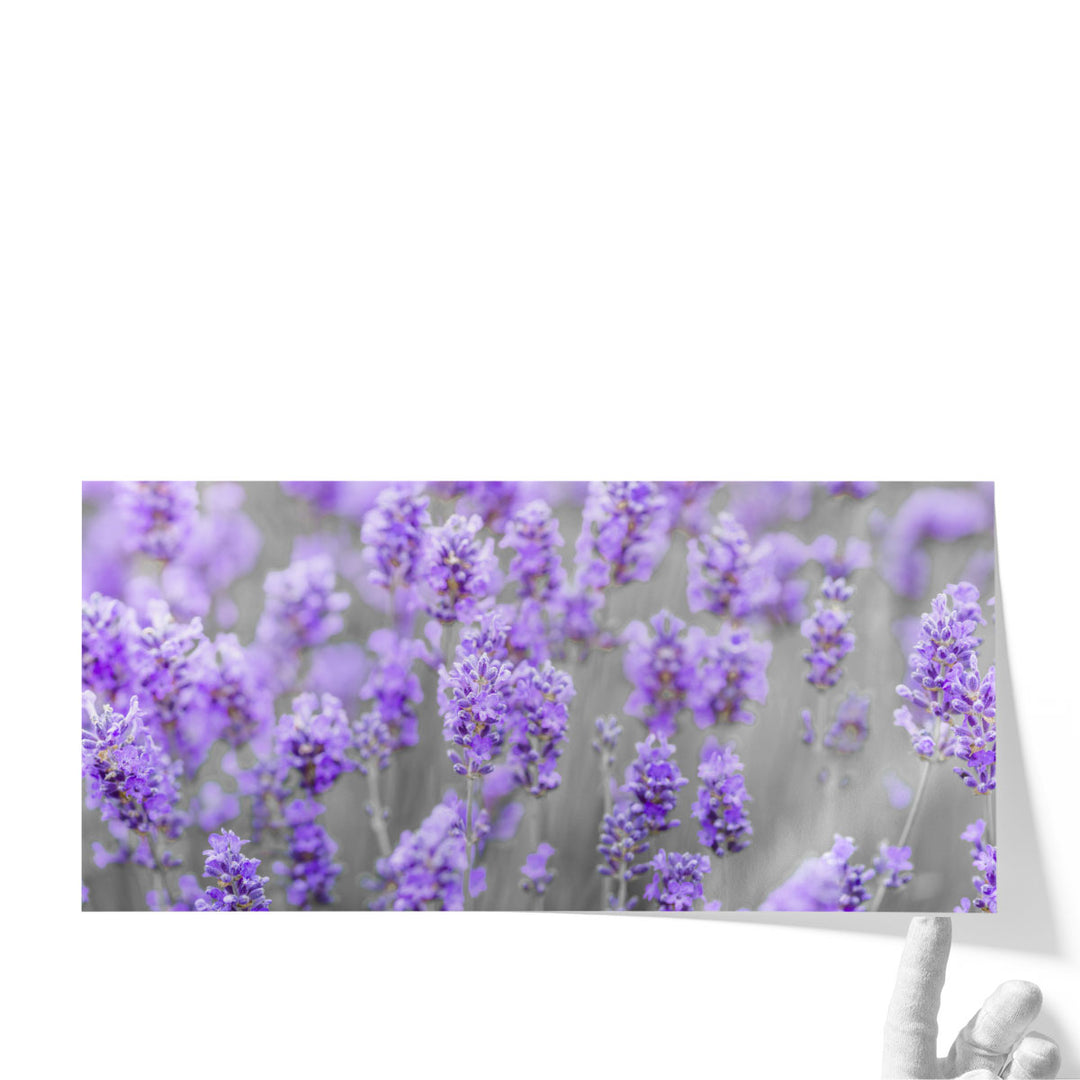 Lavender Farm - Canvas Print Wall Art