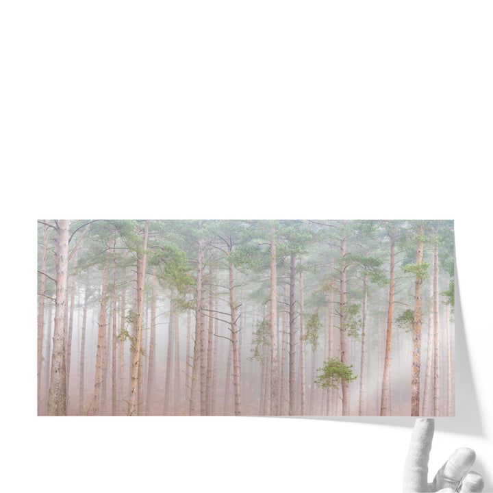 Misty Forest - Canvas Print Wall Art
