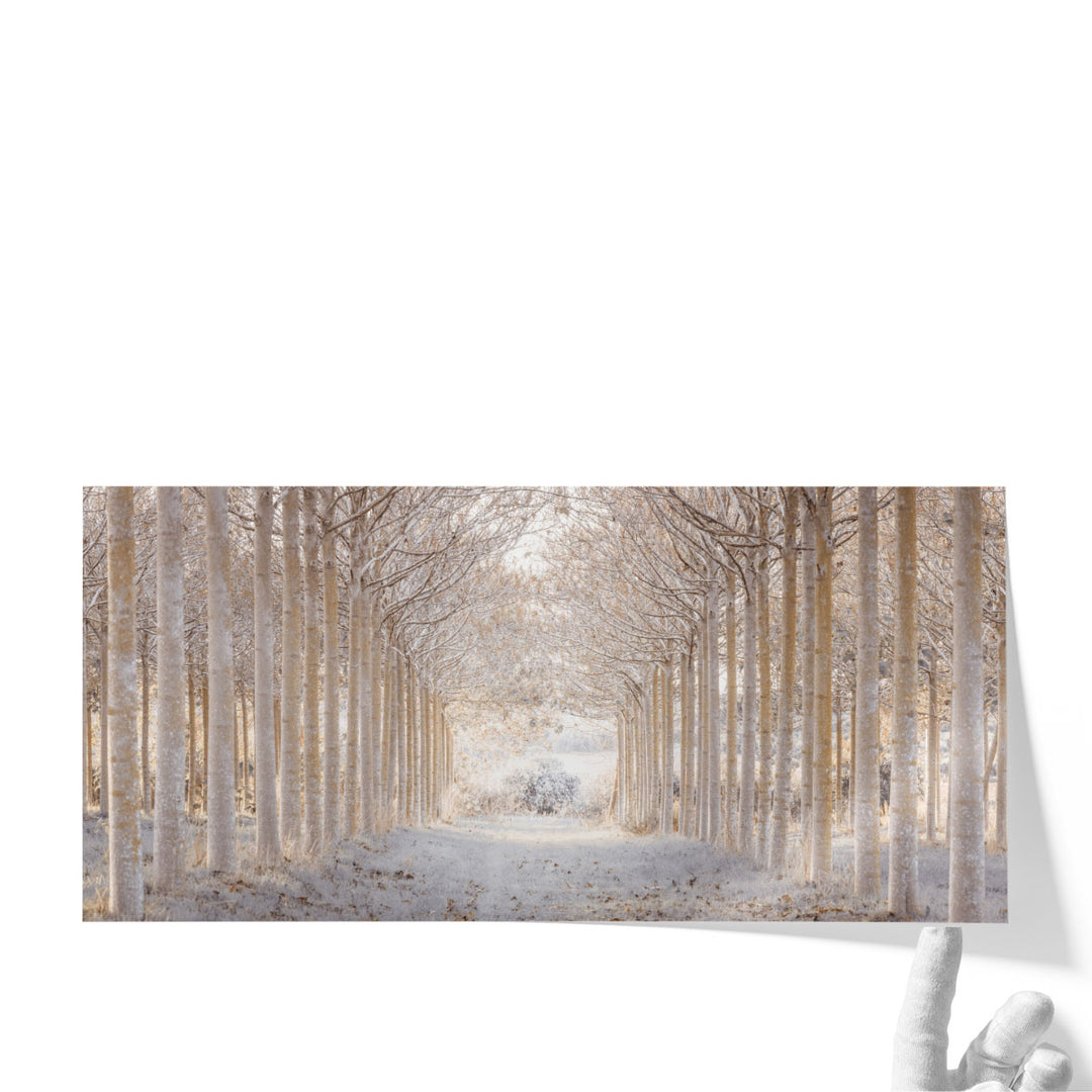 Pathway through Winter Forest - Canvas Print Wall Art