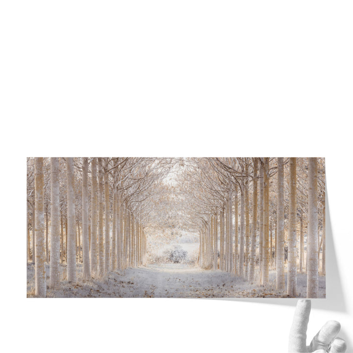 Pathway through Winter Forest - Canvas Print Wall Art