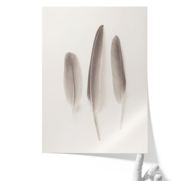 Feather Black And White - Canvas Print Wall Art