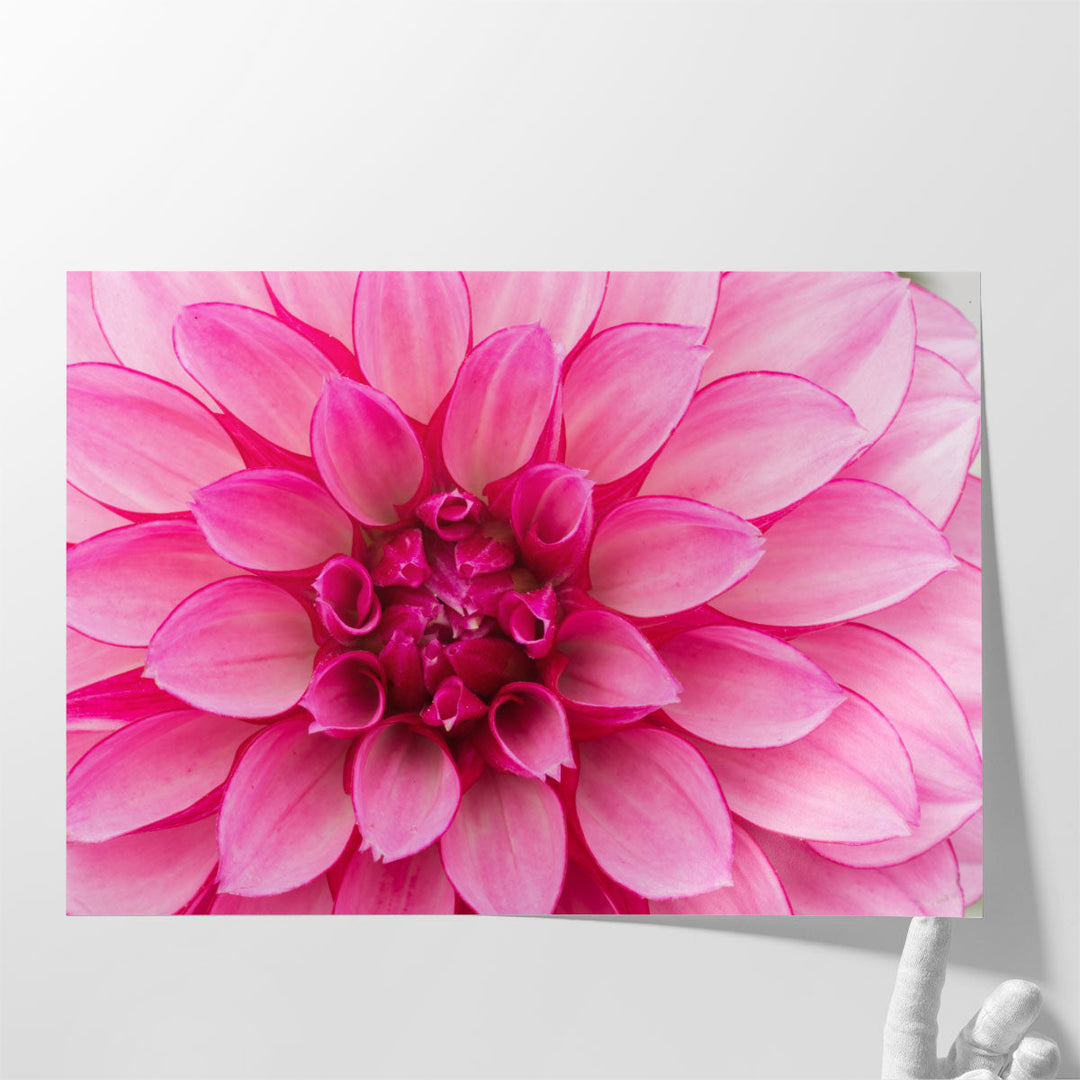 Close-Up of Hot Pink Dahlia Flower - Canvas Print Wall Art