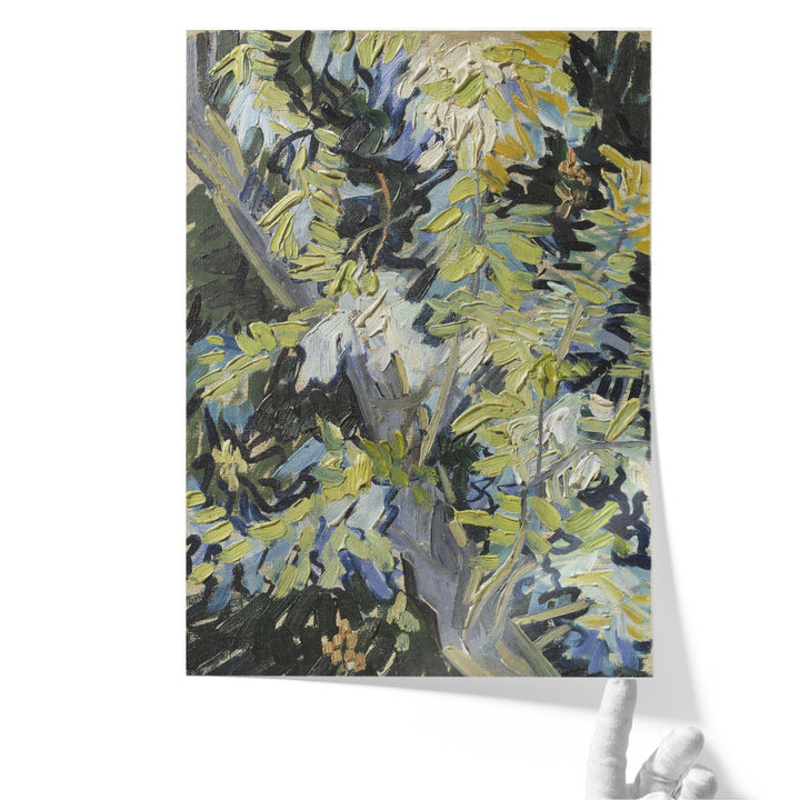 Acacia in Flowers - Canvas Print Wall Art