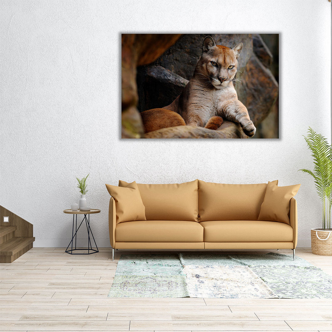 Wild Cat Cougar, Puma in the Forest - Canvas Print Wall Art