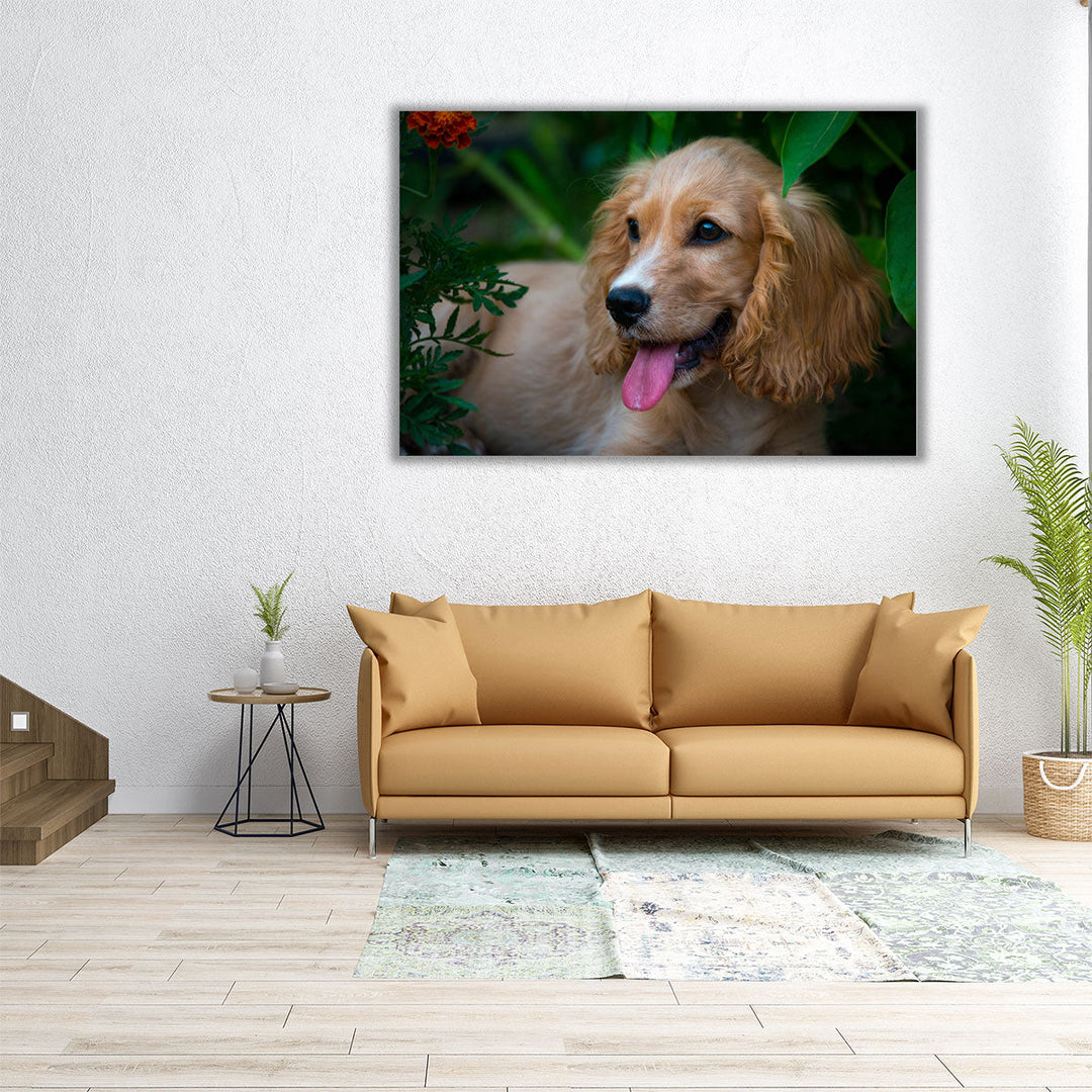 A Happy Cocker Spaniel - Canvas Print Wall Art