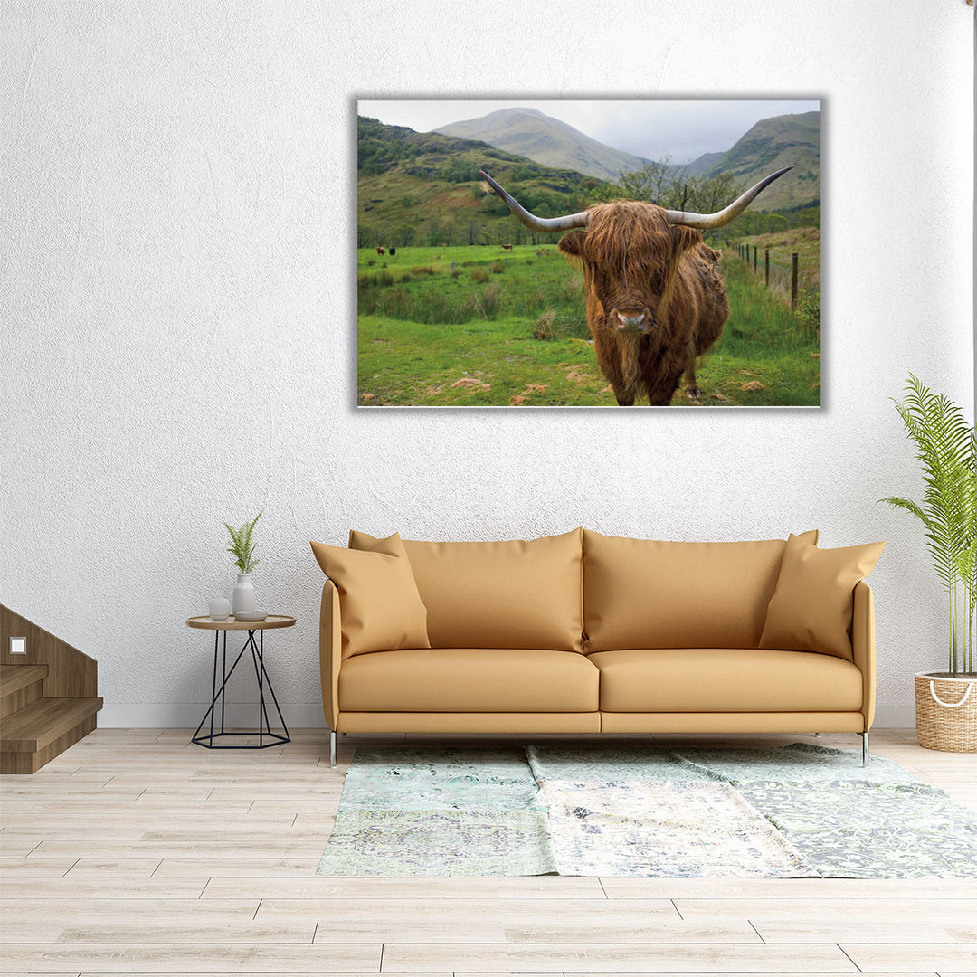 36x24 highland cattle mountain wall art