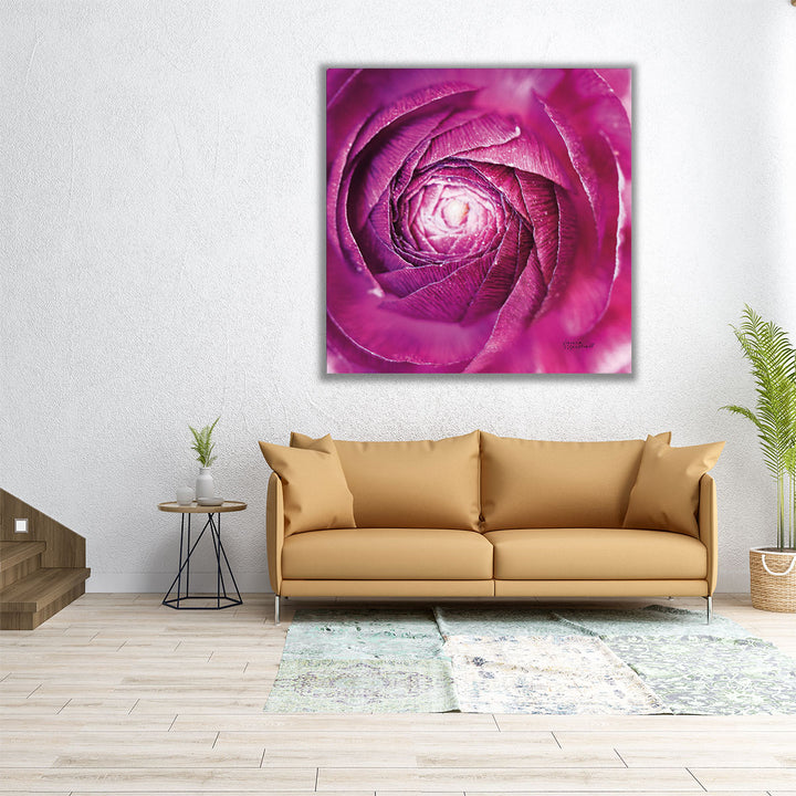 Square pink ranunculus flower abstract wall print
