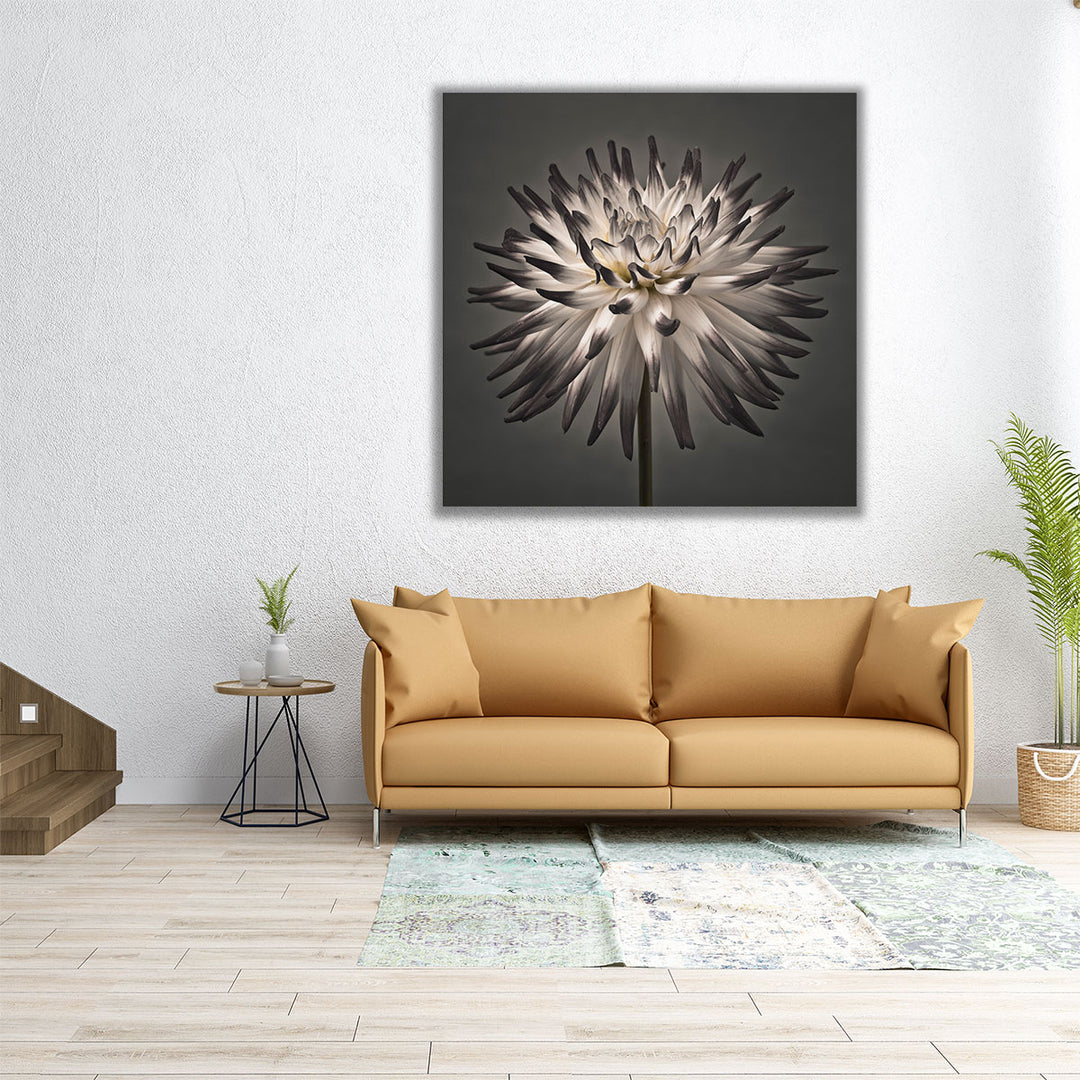 24x24 canvas dahlia flower close-up print